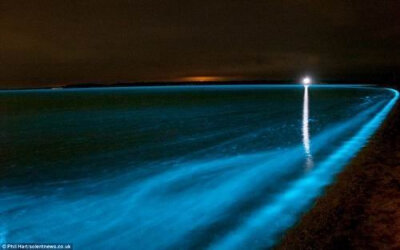 美丽荧光海 地球上观看萤火鱿的最佳之处是日本的富山湾，每年的3月到5月期间都可以看到海面因它们而荧光闪闪。