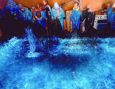 在日本富山湾海下三四百米深的海沟中栖息着大量荧光乌贼，过路的渔船常常在收网的同时将自己染成荧光闪闪的蓝色。有时，上百万的荧光乌贼聚集在一起，可以把整个海湾照亮。