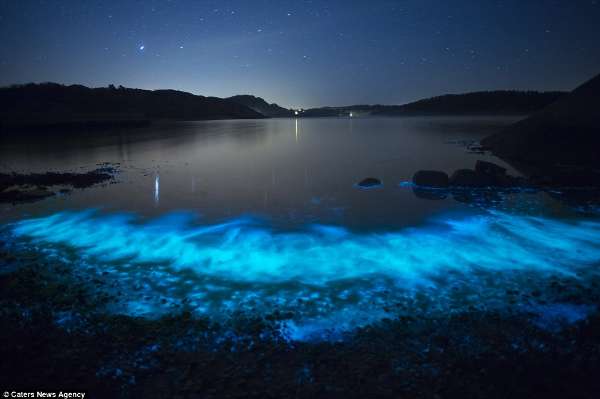 没有月光的干扰，大海变得比星空还要闪耀、璀璨。