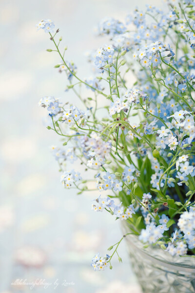 O、花、朝朝看醉红、艳丽不多娇、花草植物