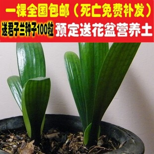 绿植盆栽室内花卉君子兰苗植物蓝色君子兰花苗