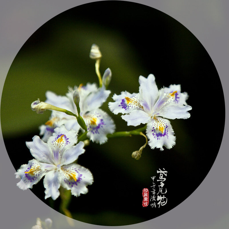 花 鸢尾花 鸢尾花 鸢尾花 鸢尾花 作品简介 鸢尾花(拉丁学名:irisl