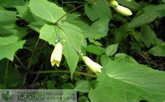  黄山梅，多年生草本植物，隶属于虎耳草科的单型属——黄山梅属，植株数量有限，富含中药化学成分，如无色花青素、槲皮素、咖啡酸。分布范围狭窄，仅间断分布在中国皖浙交界处的部分山区以及日本和韩国的中西部地区，已被列为国家级珍稀保护植物。