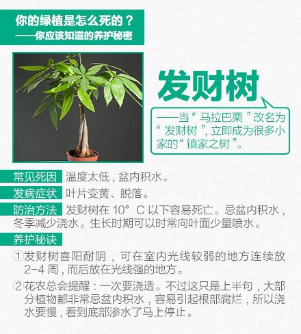 告诉你10种入门级家庭植物该如何养护。