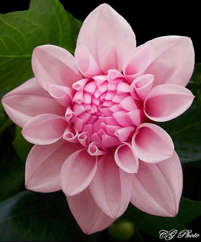 Pink dahlia