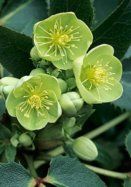 Helleborus x sternii...