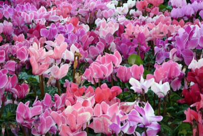 春夏新娘捧花：仙客来 仙客来 (Cyclamen persicum Mill.) ，别名萝卜海棠、兔耳花、兔子花、一品冠、篝火花、翻瓣莲，是报春花科、仙客来属多年生草本植物，叶片由块茎顶部生出，心形、卵形或肾形，叶片有细锯齿，…