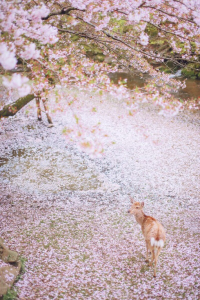 樱花落在干涸的河床，小鹿穿行在花瓣间。总庆幸自己是对的时间在对的地方，才能邂逅这样刚刚好的落樱。