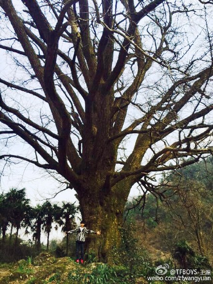 春节去玩碰到了这么大一棵树[呵呵]但是光秃秃的不好看，求高手给P漂亮点最好满树的元宝我给点赞