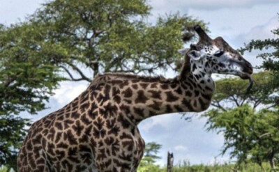 【精彩一刻】人类亦如此：长颈鹿为争女友被打弯脖子 竟能如此为爱痴狂。——长颈鹿最重要的最突出的就是颈部，如果脖子歪了那必然是天大的打击;但是动物也有自己的感情，为了得到对方的青睐也是蛮拼的，就算是歪了脖…