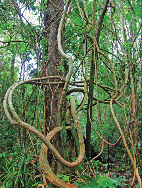 生命王國(guó) 亞馬遜雨林的動(dòng)植物世界