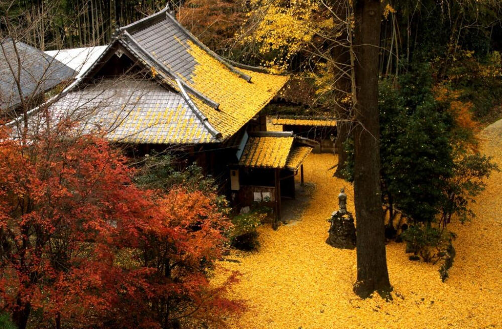 芭蕉《韻塞》（宿照明寺）“百年の気色を庭の落葉哉”（真有百年之气象啊，满庭的落叶。）元禄四年(1691)十月作。照明寺，庆长四年移至平田，至元禄四年已历九十二年的历史。照明寺主持亮隅俳号李由，是芭蕉的门人。