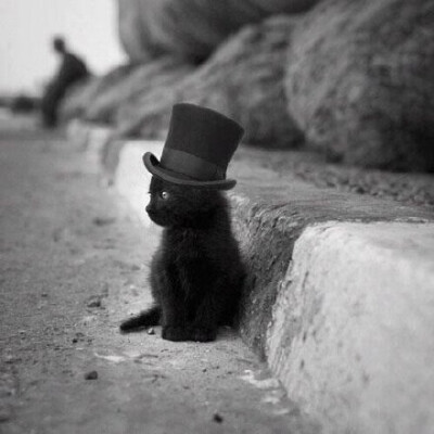 神秘的小黑猫