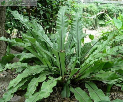  山苏花的叶子呈现辐射状环生于根状短茎周围，他的中间空如鸟巢，又称雀巢。通常植株高100-120厘米。叶子阔宽又像针形，革质，双面滑润，锐尖头或渐尖头，向下半部分渐狭而长下延，全缘。有软骨质的边，干后略反卷，…