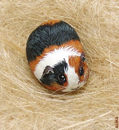 guinea pig ---- have the boy try rock painting as an art project