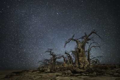 一个叫做Beth Moon的组织，花了十年时间，以星座星云为背景，拍摄了地球上最古老的一些树木。作品被取名为《钻石之夜》，他们说星空与古树的组合是神秘而富有童话色彩的。