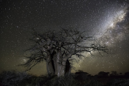 一个叫做Beth Moon的组织，花了十年时间，以星座星云为背景，拍摄了地球上最古老的一些树木。作品被取名为《钻石之夜》，他们说星空与古树的组合是神秘而富有童话色彩的。