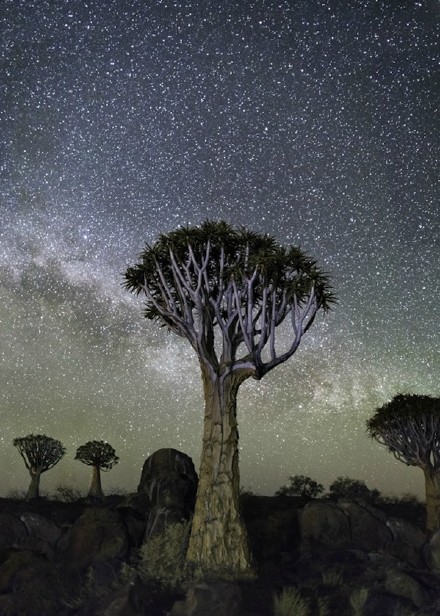 一个叫做Beth Moon的组织，花了十年时间，以星座星云为背景，拍摄了地球上最古老的一些树木。作品被取名为《钻石之夜》，他们说星空与古树的组合是神秘而富有童话色彩的。