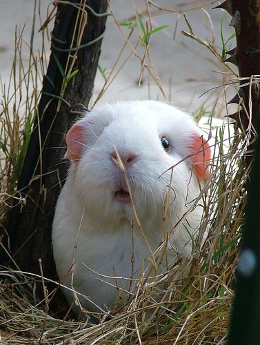 Guinea Pig