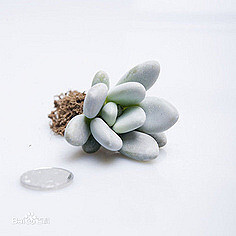 星美人（Pachyphytum oviferum），别名白…