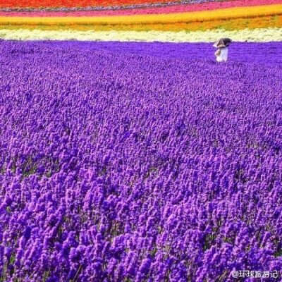 6月中旬-8月的普罗旺斯——薰衣草的紫色海洋
