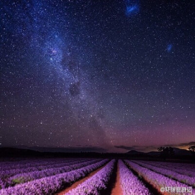 6月中旬-8月的普罗旺斯——薰衣草的紫色海洋