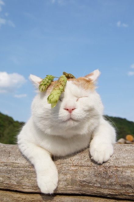 2015.06.07 くましで〈植〉鹅耳枥，桦木科乔木植物，日本又写作“熊四手 クマシデ”，学名：Carpinus japonica [ 2015/06/07 17:30 ] ２０１４～ 被り物・