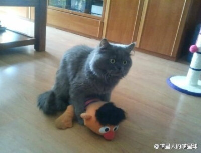 ....还能不能尊重下我们喵的隐私了？