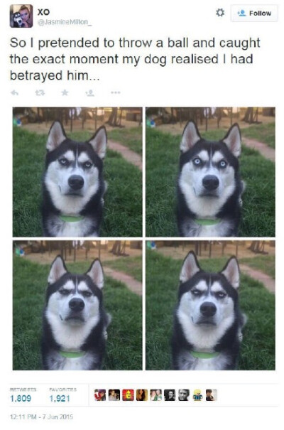 推上的这个网友，说她假装给她们家汪扔球，然后她们家汪全程表情变化4连拍如图。。内心OS：骗子！你特么在逗我？