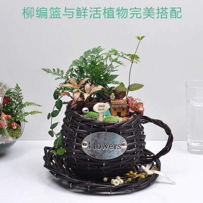 苔藓微景观绿植办公室家庭创意DIY礼物