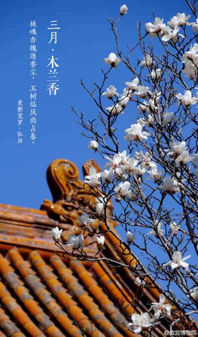  桃魂杏魄逐香尘,玉树临尚占春.--爱新觉罗•弘历#紫禁城岁时#“素面粉黛浓，玉盏擎碧空。何须琼浆液，醉倒赏花翁。”紫禁城内各处种植着玉兰，红墙黄瓦间忽见一树洁白，花朵瓣瓣精致，似在莹雪中浸过，溢满了世间的…