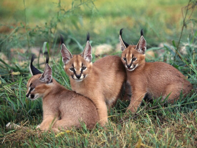 狞猫caracal cat