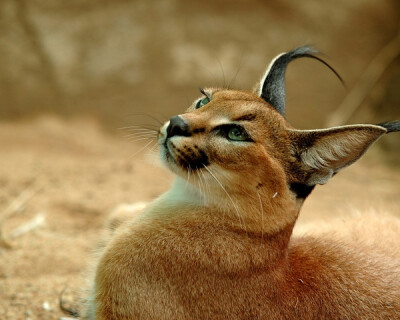 狞猫caracal cat