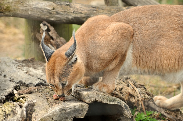 狞猫caracal cat