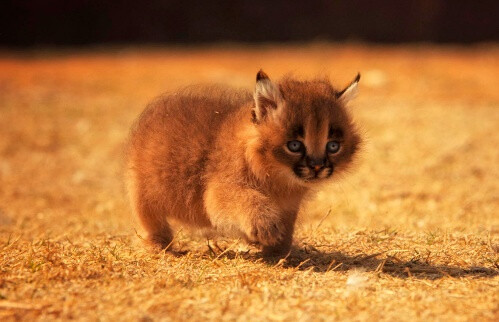 狞猫caracal cat