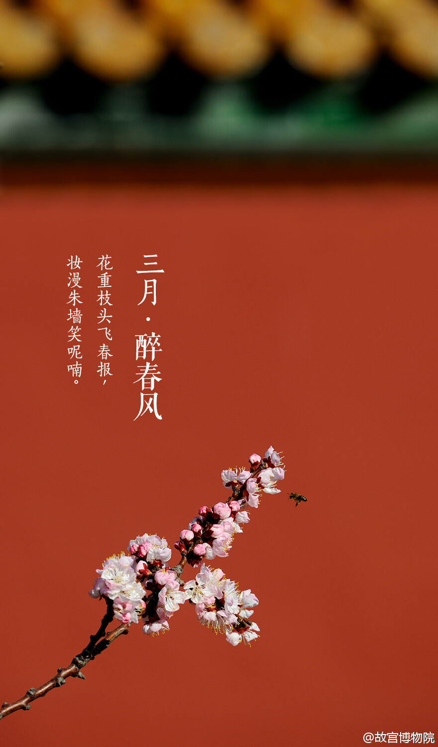 花重枝头飞春报,妆漫朱墙笑呢喃.#紫禁城岁时# “几枝红雪墙头杏，数点青山屋上屏。一春能得几晴明？三月景，宜醉不宜醒。”（《阳春曲•春景》）。这杏花的颜色，仿佛是春姑娘精心调出来的，如女孩的胭脂般动人。春风至，柳依依，杏花美如画，虽已化作春泥，但追忆起【三月•醉春风】，愿醉不愿醒......