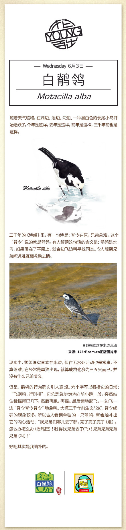 我还是静静地发个广告。#微博物候#今天的热点生物：白鹡鸰。#花YOUNG百出#