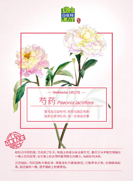 #微博物候# 近期热点生物：芍药。#花YOUNG百出#