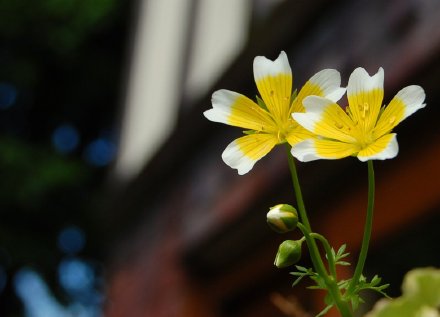 #植物小百科# 只要是跟食物搭上关系的花草，都会令人印象深刻哦！—长得像荷包蛋的花朵，泽花（poached egg plant）。花朵小巧可爱，植株有几分像香菜，在不开花的时候，说它是野草也不会奇怪呢。在国外，种植人会选择把它种在其他农作物的下面，只是因为它会吸引瓢虫过来帮忙把蚜虫吃掉哦。