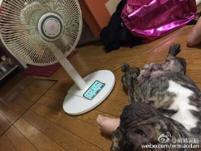 夏天到了，猫猫狗狗都“热化了”。不过降暑有妙招！！！by：@塔玛塔玛个 原文链接：O网页链接 猫碗日亚链接：O网页链接ひえひえアルミニャンコなべ 有人想试试吗