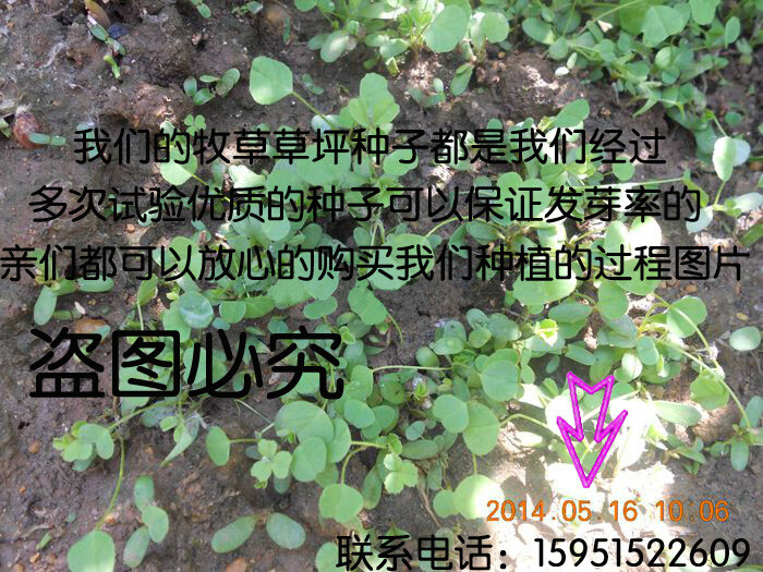 盆养小荷花 碗莲睡莲种子当年开