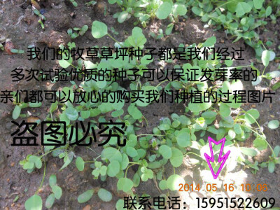 盆养小荷花 碗莲睡莲种子当年开