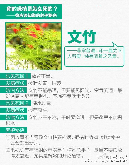 家庭植物该如何养护