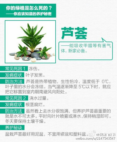 家庭植物该如何养护