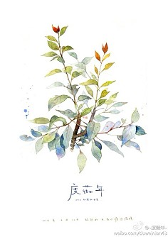 淡淡水彩-【植被】