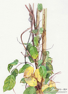 淡淡水彩-【植被】