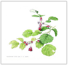 淡淡水彩-【植被】