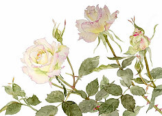 淡淡水彩-【植被】