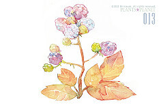 淡淡水彩-【植被】