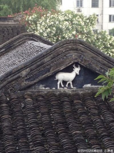 #园林城市，姑苏街景# 雨中的护城河与娄门。 2伽蓝寺